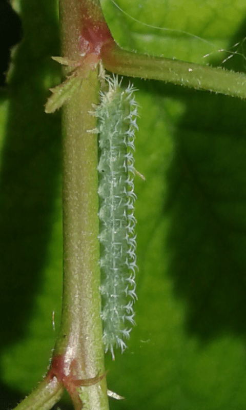 Larve di Tenthredinidae (Pareophora pruni)?